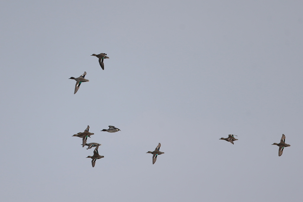 カモさんまとめて流し鳥