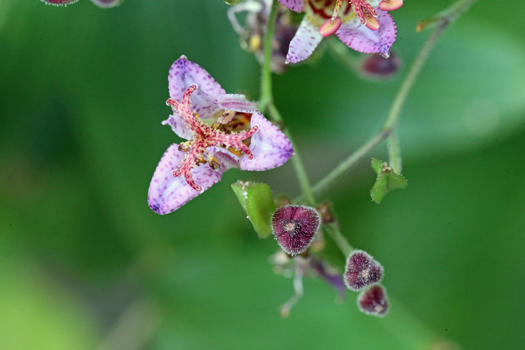 曇りの日がきれいです
