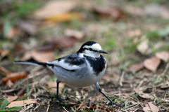 ハクセキレイ定番写真