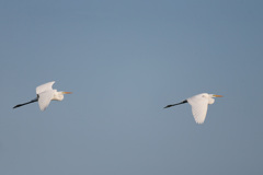 ダイサギシリーズ-1