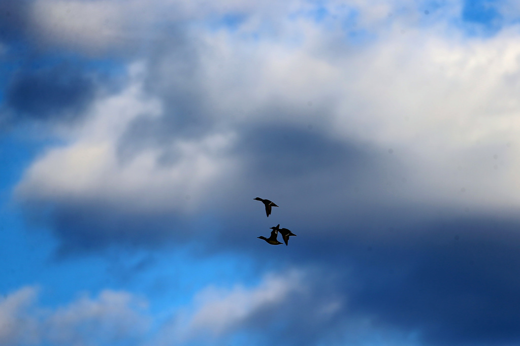 青空とカモ