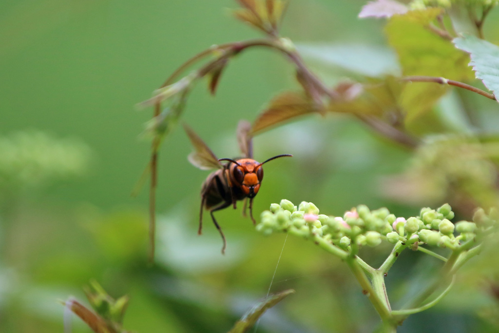 スズメバチホバリング