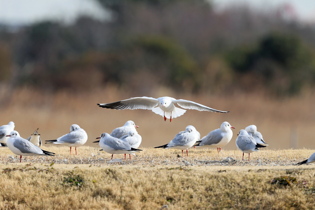 ユリカモメ邪魔する