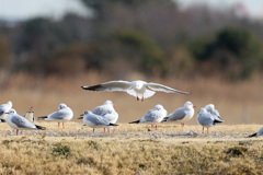 ユリカモメ邪魔する