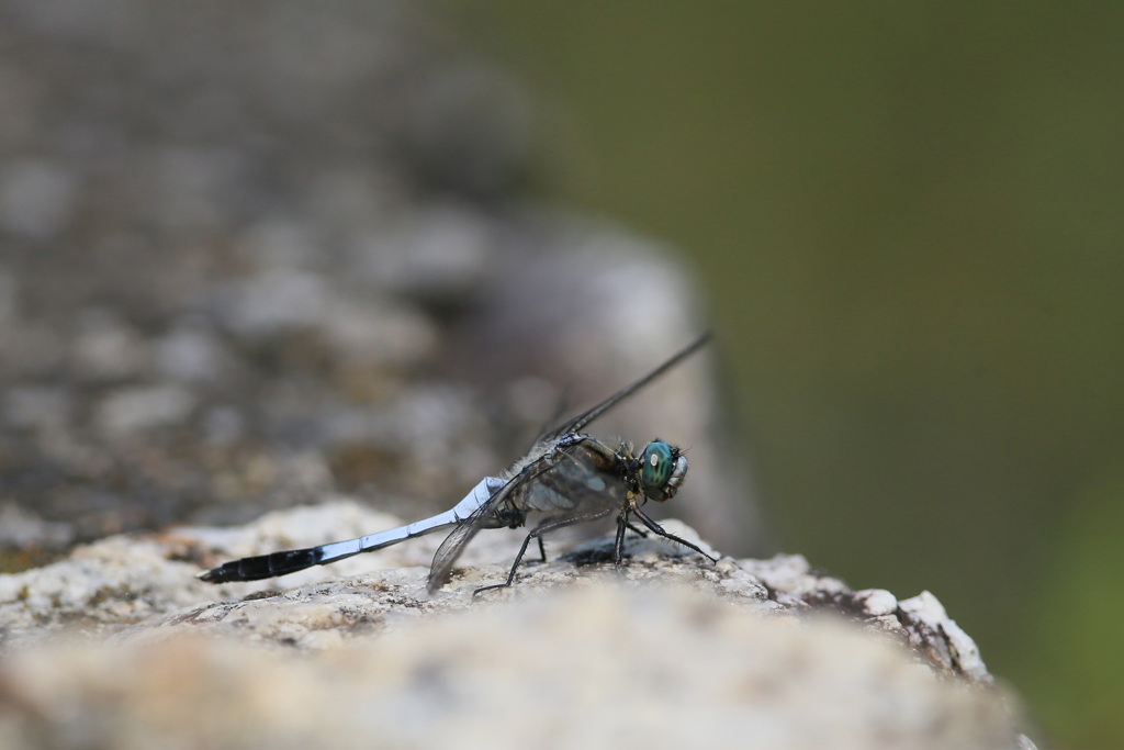 シオカラトンボ♂