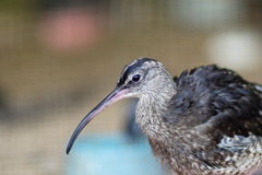 ポートレート-11