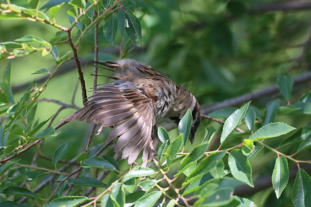 羽の乾かし方その2