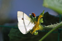 チョウさんの勝ち
