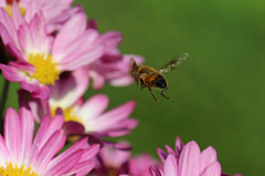 頭かくして尻かくさず