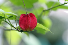 一年中咲いてます