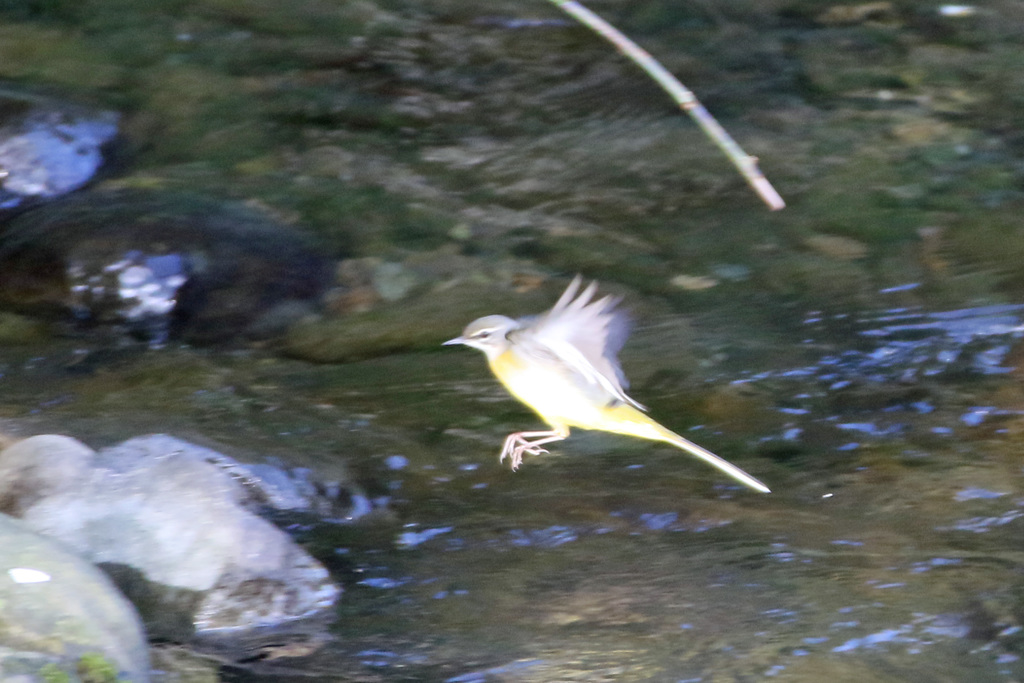 キセキレイ飛び出し