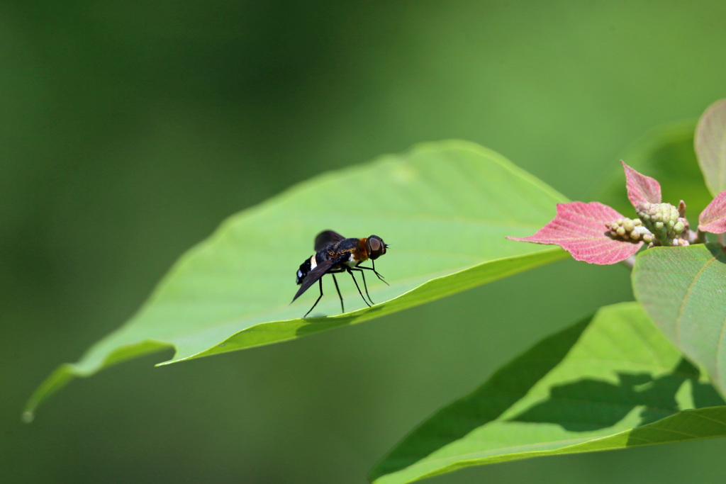 あなたはどなた