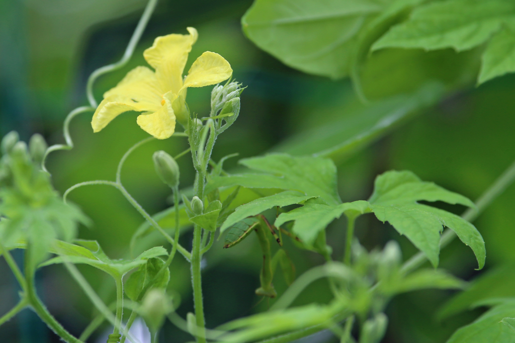 カマキリさん見えてるよ