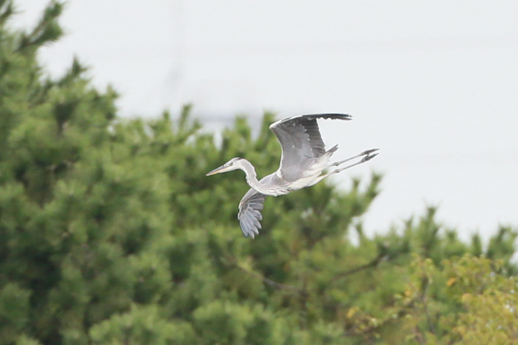 急降下おなかから