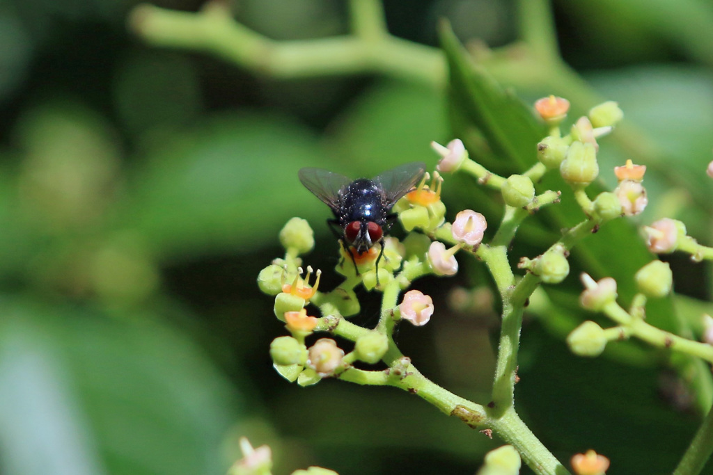 茶色のサングラス