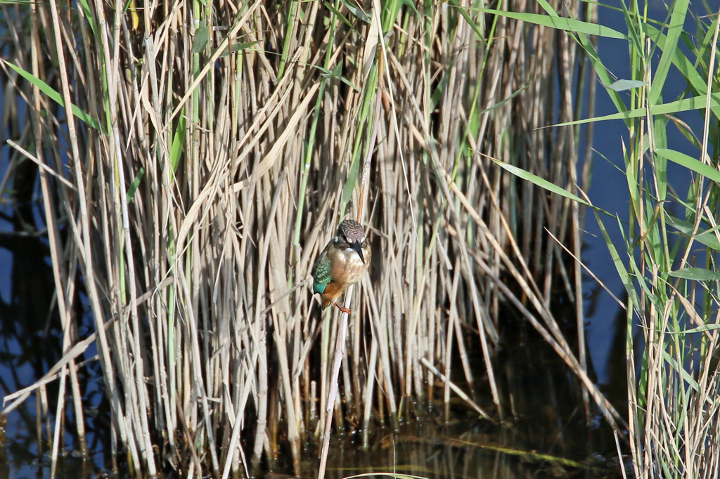 早く飛んでよね