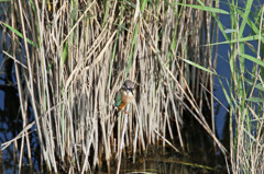 早く飛んでよね