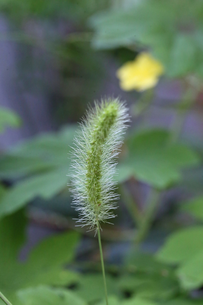 結構好きですねこじゃらし