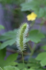 結構好きですねこじゃらし