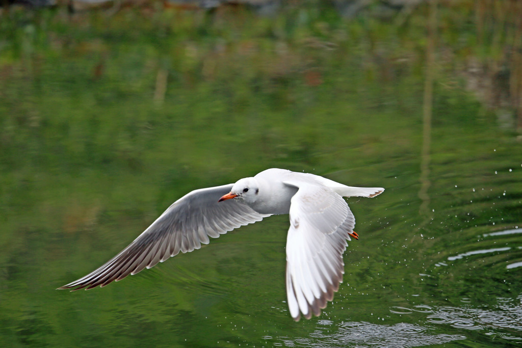 ユリカモメ飛び出しその1