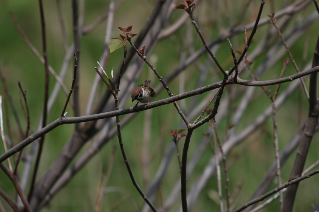 スズメコマ送りー1