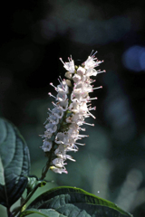 花の名前わかりません?