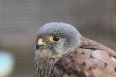 リーゼントその2
