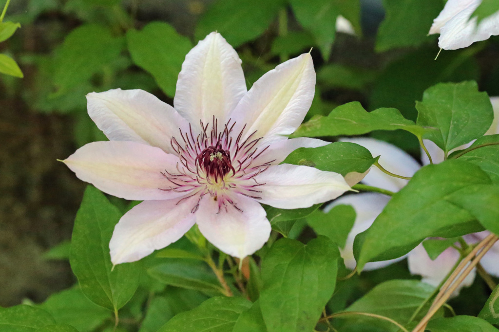 派手な花がひっそりと
