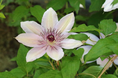 派手な花がひっそりと