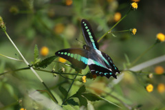 飛んでるでしょ