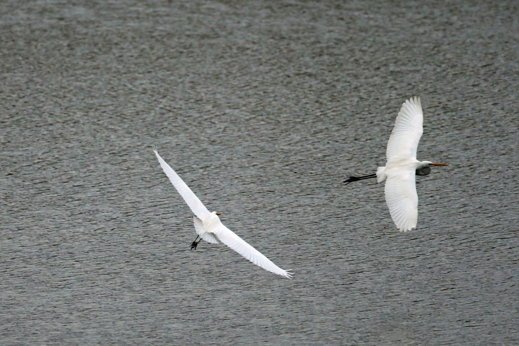 右巻きは賢いの