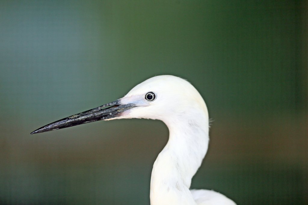 コサギポートレート