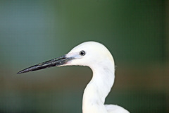 コサギポートレート