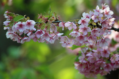 最後の河津桜