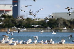 空一面にユリカモメ