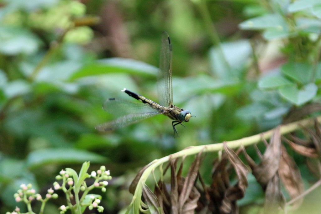 シオカラさんホバリング