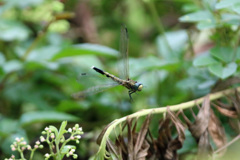 シオカラさんホバリング