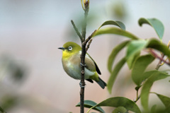 隣の木にメジロ君-6