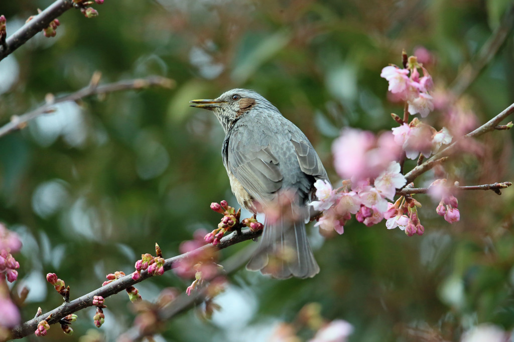 桜とおひよさん