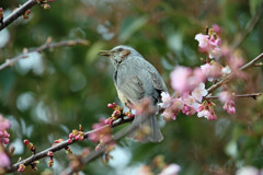 桜とおひよさん