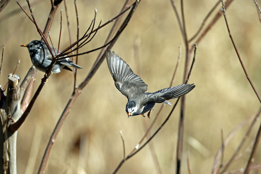 ムクドリ飛び出し-1