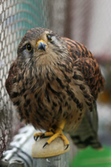 可愛い猛禽チョウゲンボウ