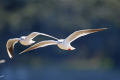 日差しを浴びて
