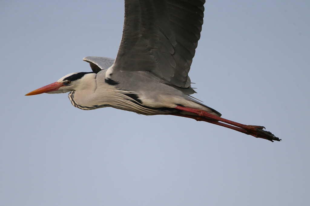 アオサギアップで