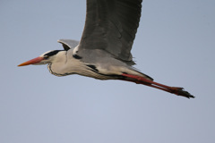 アオサギアップで