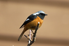 ジョウビタキ君-2