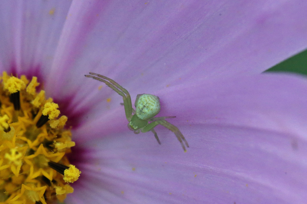 おしりかわいい