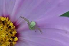 おしりかわいい