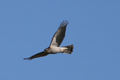 ハイタカ定番写真