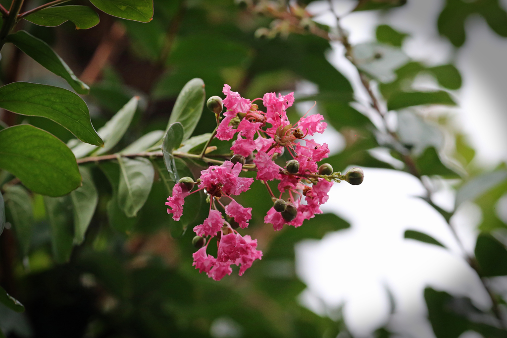 曇り空でも綺麗です